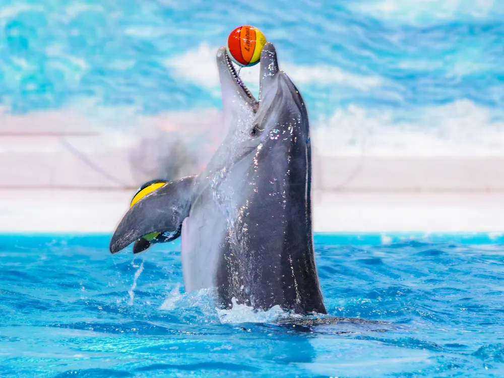 Dolphinarium: Yunuslarla tanışın