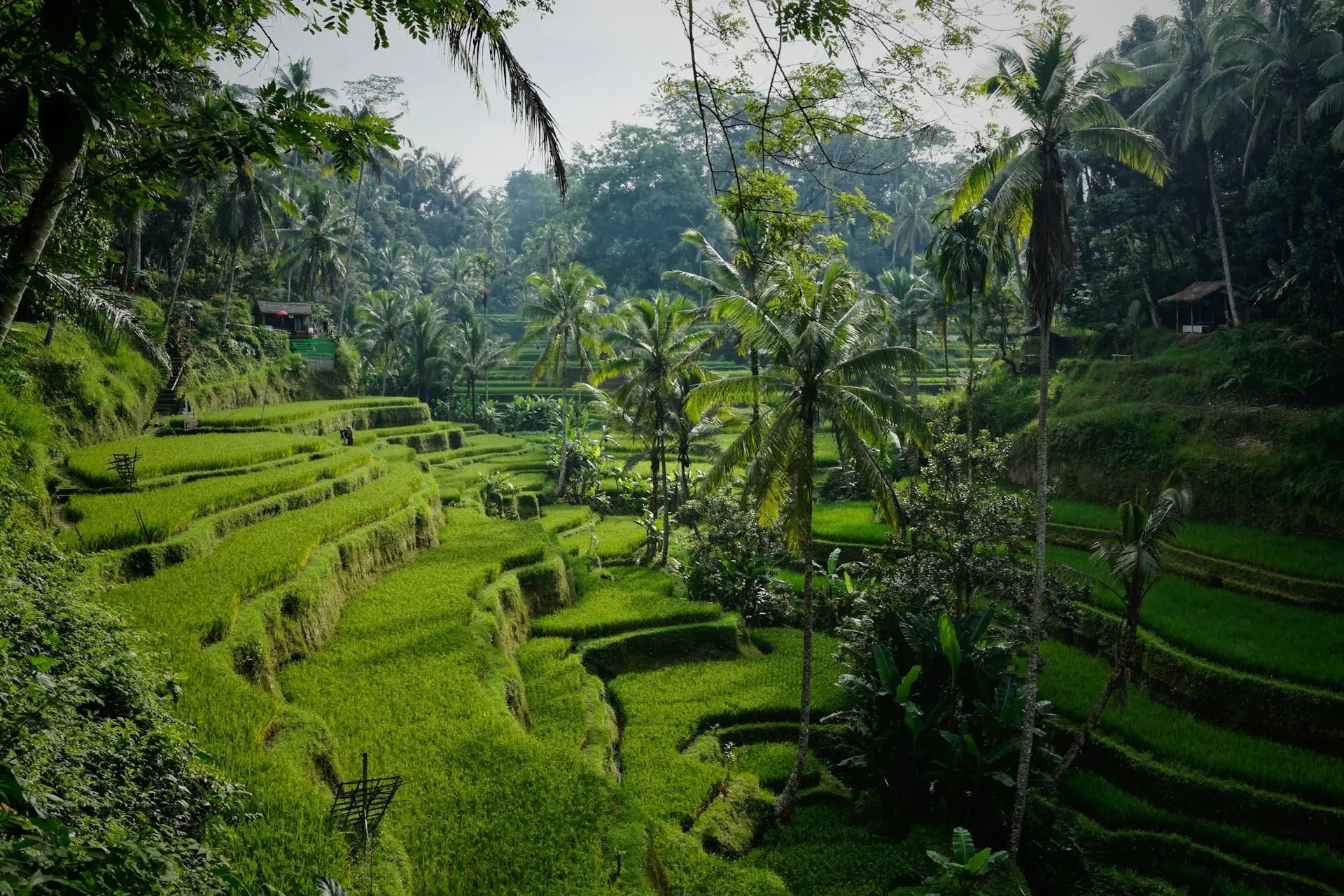 Bali Balayı