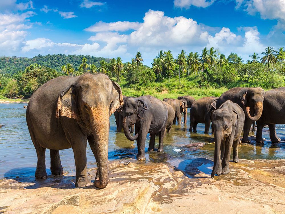 Elegant Sri Lanka Turu - 6 Gece - Türk Havayolları ile Ekstra Turlar Dahil 3
