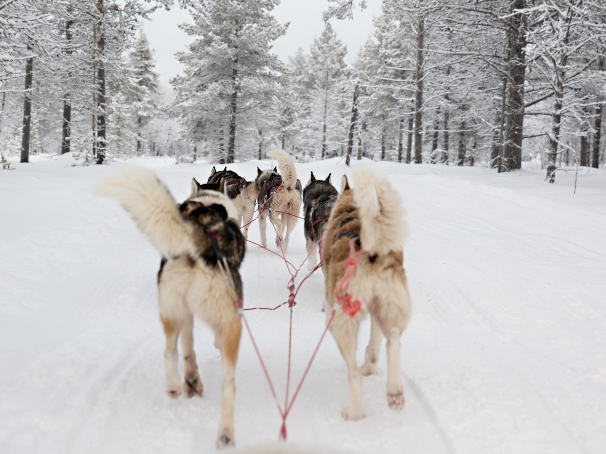 KUZEY IŞIKLARI LAPLAND TURU 4